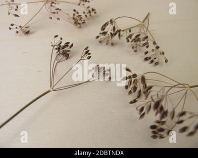 Getrocknete Samendolden aus Dill auf einem Holzbrett Stockfoto