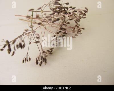 Getrocknete Samendolden aus Dill auf einem Holzbrett Stockfoto