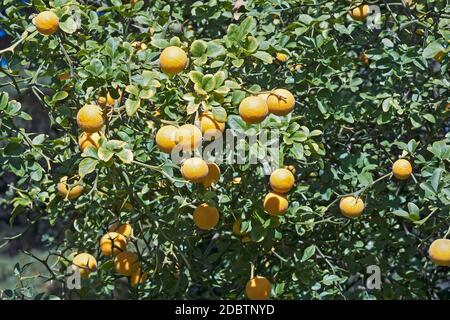 Trifoliat Zitrus (Poncirus trifoliata). Auch japanische Bitterorange, Hardy Orange und chinesische Bitterorange genannt Stockfoto