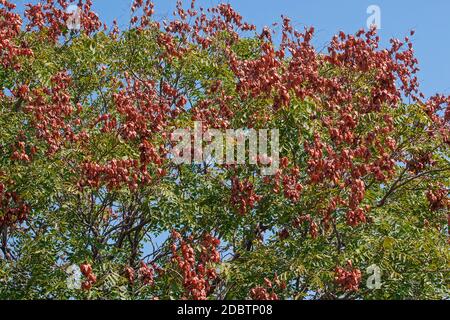 Goldenrain Baum (Koelreuteria paniculata). Genannt Stolz von Indien, China-Baum und Lack-Baum auch Stockfoto