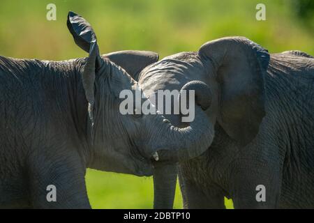 Nahaufnahme von zwei Baby Elefanten spielen kämpfen Stockfoto