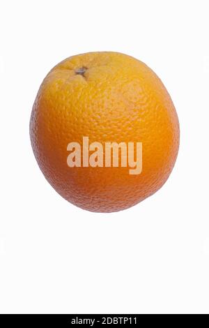 Valencia orange (Citrus x sinensis Valencia). Hybrid zwischen Citrus maxima (Pomelo) und Citrus reticulata (Mandarin). Bild von einzelnen Früchten isoliert o Stockfoto