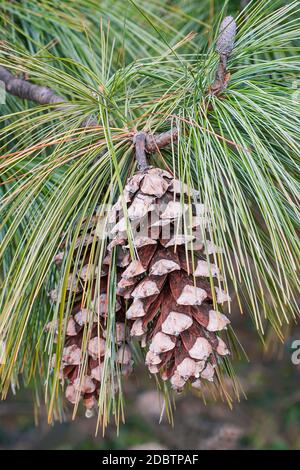 Bhutan Kiefernzapfen (Pinus wallichiana). Auch Blue Pine, Himalayan Pine und Himalayan White Pine genannt Stockfoto