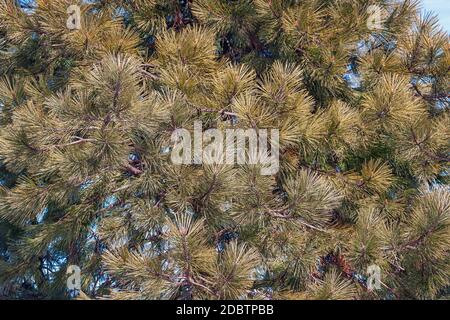 Gelb-Kiefer (Pinus Ponderosa). Bull-Kiefer, Blackjack Kiefer und Western Yellow Pine auch genannt Stockfoto