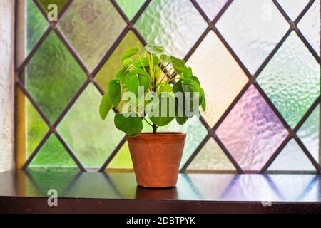 Pilea peperomioides, Geldanlage oder Pfannkuchen Pflanze Modern Home Interieur auf Fensterbank, Fenster mit Buntglas, Retro-Design Nahaufnahme Stockfoto