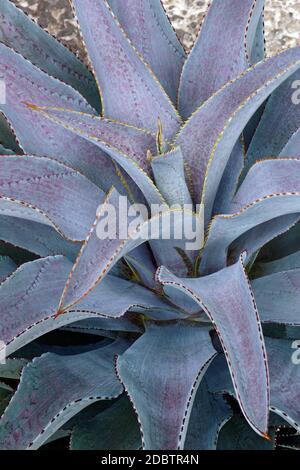 Purple People Eater Mangave (Agave Purple People Eater) Stockfoto