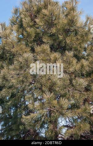 Gelb-Kiefer (Pinus Ponderosa). Bull-Kiefer, Blackjack Kiefer und Western Yellow Pine auch genannt Stockfoto