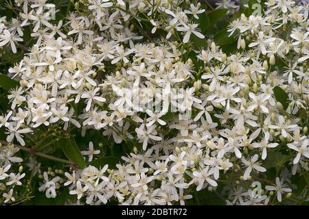 Leatherleaf clematis (Clematis terniflora). Auch Yam-leaved Clematis und Sweet Autumn Virginbower genannt Stockfoto