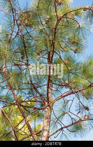 Langblättrige Kiefer (Pinus palustris). Auch Southern Yellow Pine genannt Stockfoto