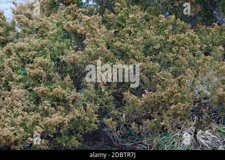 Savin Wacholder (Juniperus sabina). Auch Savin genannt Stockfoto