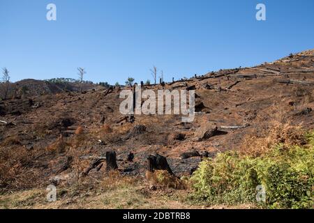 Welterbe Wälder von Madeira schrecklich durch Brände im Jahr 2016 zerstört. Einige Bäume haben einen enormen LebensWillen und haben diese Katastrophe überlebt. Stockfoto