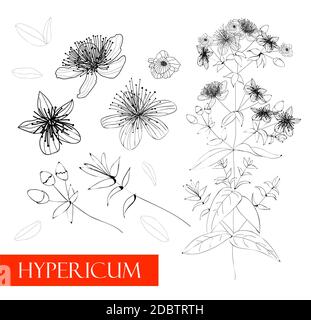 Hypericum-Pflanze. Lineare Darstellung. Heilpflanzen. Vektor Zeichnung Blumenfeld. Stockfoto