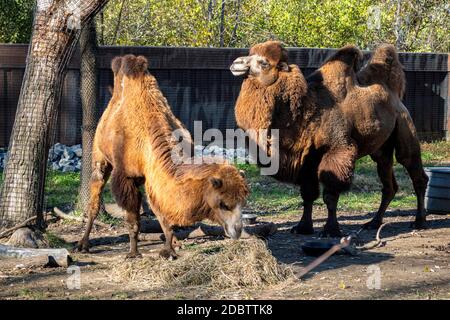 Zwei-Höcker Kamele grasen in einer Farm Stockfoto