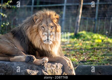 Afrikanischer Löwe, der auf einem großen Felsen in einem Schutzgebiet ruht Stockfoto