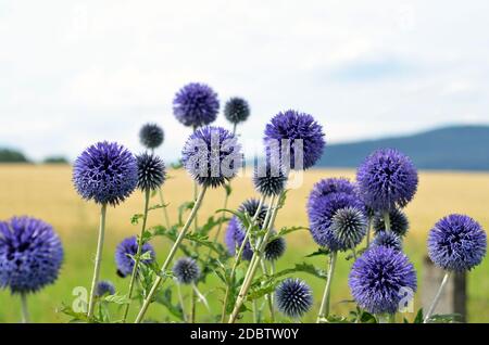 Blühende Disteln im Garten Stockfoto