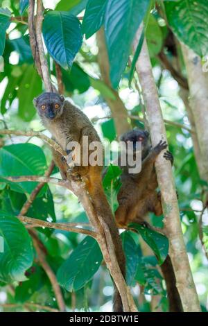 Weibchen des Weißkopfmaki (Eulemur albifrons) am Zweig im Regenwald Madagaskars. Masoala Waldreservat. Madagaskar Tierwelt und Wildnis Stockfoto