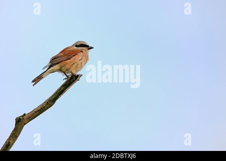 Männlicher Nine Killer Lanius collurio in exponierter Sitzposition Stockfoto