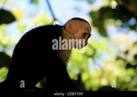 Ein mittelamerikanischer Kapuziner mit weißem Gesicht, der auf einem Baum sitzt. Stockfoto