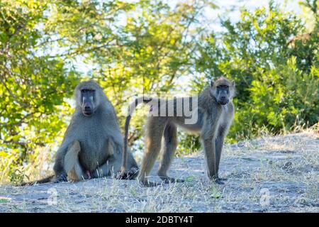 Chacma Baboon Familie (Papio anubis) in chobe, Botswana Afrika Safari Tierwelt Stockfoto