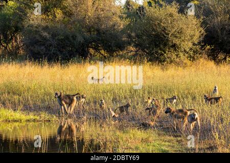 Gruppe von Chacma Baboon Affen (Papio anubis) in afrikanischen Savanne gehen trinken aus Wasser, Bwabwata Caprivi Streifen Wildpark, Namibia, Afrika Safari Tierwelt Stockfoto