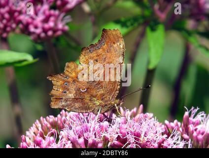 Polygonia c-Album, The Comma, under Side, saugt Nektar aus einer Knochenblüte Stockfoto