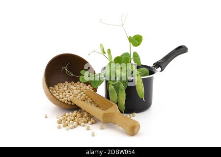 Getrocknete Kichererbsen, die aus einer Schüssel und einem Holzlöffel mit einer frischen grünen Pflanze und Schoten in einem Topf über Weiß verschüttet werden Stockfoto