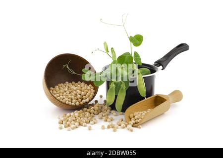 Getrocknete Kichererbsen, die aus einer Schüssel und einem Holzlöffel mit einer frischen grünen Pflanze und Schoten in einem Topf über Weiß verschüttet werden Stockfoto
