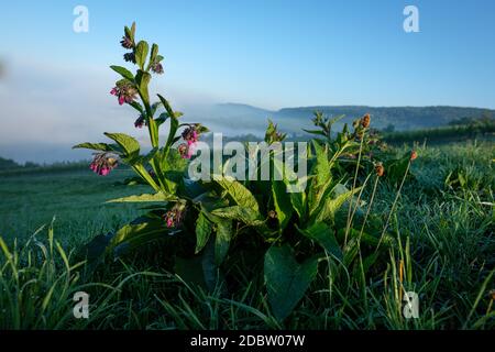 Beinwell Pflanze mit lila Blüten in der Morgendämmerung mit Nebel Stockfoto