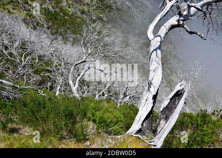 Madeiras Landschaft mit einigen verbrannten weißen Bäumen in den Bergen. Wolken kommen von der Seite. Das Gebiet zwischen Pico Ruivo und Pico do Arieiro. Por Stockfoto