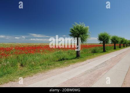 Landschaft bei Wustrow mit Mohn-Feld, Blickrichtung Saaler Bodden, Ostsee, Halbinsel Fischland-Darss-Zingst, Mecklenburg-Vorpommern, Deutschland Stockfoto