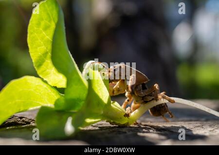 Gryllotalpa Gryllotalpa, allgemein bekannt als die europäische Maulwurfsgrille in Nahaufnahme niedrigen Winkel Ansicht Stockfoto