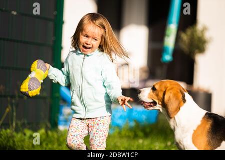 Junge 2-3 Jahre alte kaukasische Baby Mädchen spielen mit Beagle Hund im Garten. Hund jagen ein Mädchen mit einem Spielzeug auf Gras im Sommer Tag Stockfoto