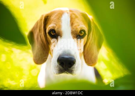 Porträt des Beagle-Hundes zwischen grünen Blättern im Freien. Hunde-Thema Stockfoto
