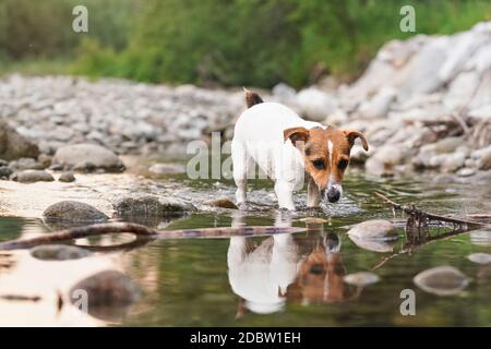 Kleine Jack Russell Terrier erkunden Ufer des flachen Flusses, ihr Fell nass vom Schwimmen, Nachmittag Sonne scheint auf der Oberfläche, verschwommene Bäume Hintergrund. Stockfoto