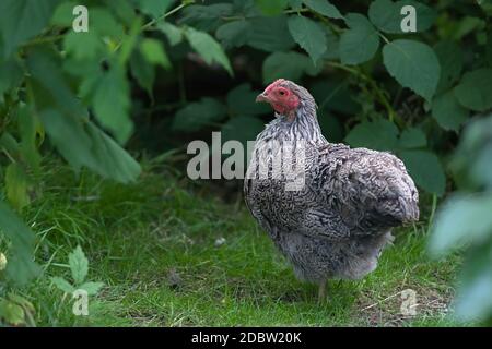 1 - die Vorderseite auf, filigrane Silber und Schwarz detaillierte Muster dieses haustieres bantam Hühnchen Gefieder ist gezeigt. Reines gezüchtetes Tier in der Gartenszene. Stockfoto