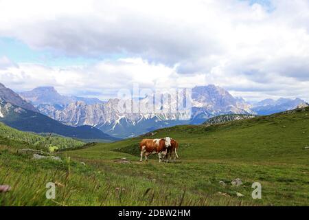 Zwei Simmentaler Rinder auf einer Bergwiese in den Dolomiten in Südtirol Italien Stockfoto