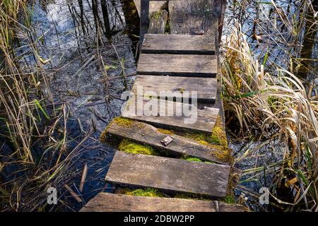 Alte, rustikale Holzstege im Landhausstil an einem See mit Moos, das zwischen den Bohlen wächst und in Nahsicht von Schilf im Wasser umgeben ist Stockfoto