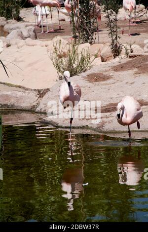 Gruppe von Flamingos am Seeufer, Vögel, Ruhe, sonniger Tag Stockfoto