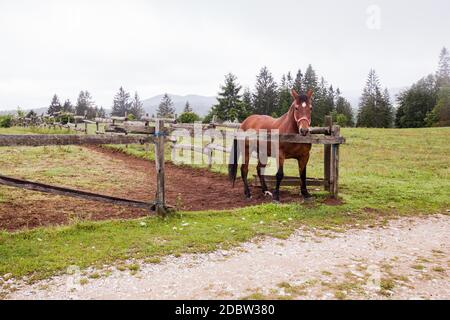 Pferd auf der Ranch, schöne Pferde auf der Weide, Landschaft Stockfoto