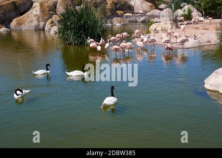 Gruppe von Schwarzhalsschwäne und Flamingos auf dem See, Vogelgruppe, Wasser, sonniger Tag Stockfoto