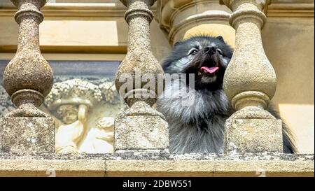 Keeshond ist ein mittelgroßer Hund mit einem weichen, zweischichtigen Fell aus Silber und schwarzem Fell mit einer Rüsche und einem gewellten Schwanz Stockfoto