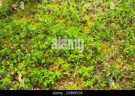 Schöner Hintergrund mit grünen Preiselbeerblättern. Der Moosbeerwald in Weißrussland im Sommertag Stockfoto