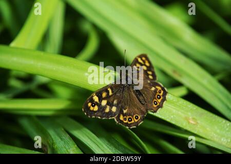 Gesprenkeltes Holz Pararge aegeria auf einer Pflanze Stockfoto