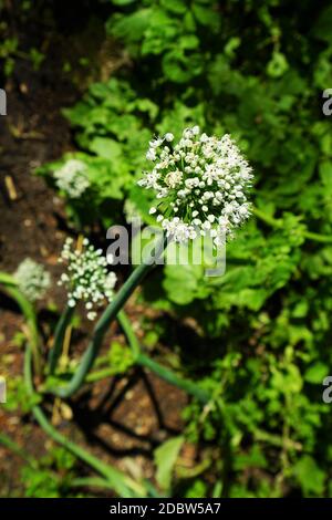 Zwiebel blühen im Juli unter blauem Himmel Stockfoto