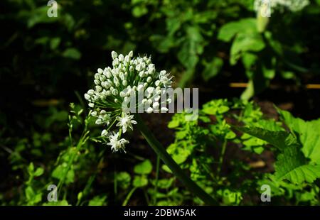 Zwiebel blühen im Juli unter blauem Himmel Stockfoto