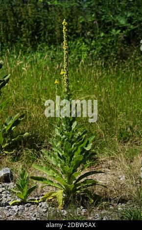 Denseflower Königskerze unter blauem Himmel im Sommer Stockfoto