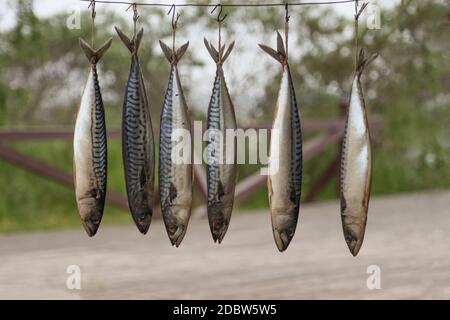 Heißer geräucherter Makrelenfisch, der an einem Seil hängt. Stockfoto