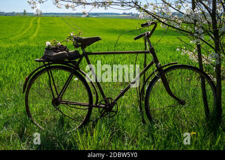 Altes Fahrrad mit zwei Wanderstiefeln, die über den Sitz vor blühenden Büschen weißer Blumen in einem Frühlingsgarten aufgereiht sind Stockfoto