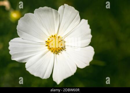 Weiße Blume Cosmos bipinnatus, Apollo Weiß vor grünem Hintergrund. Sommerblumen im Garten Stockfoto