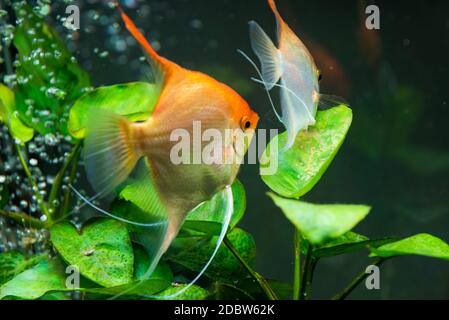 Paar Goldpterophyllum scalare im Aqarium, gelbe Engelfische bewachen Eier. Roe auf dem Blatt. Selektiver Fokus Stockfoto
